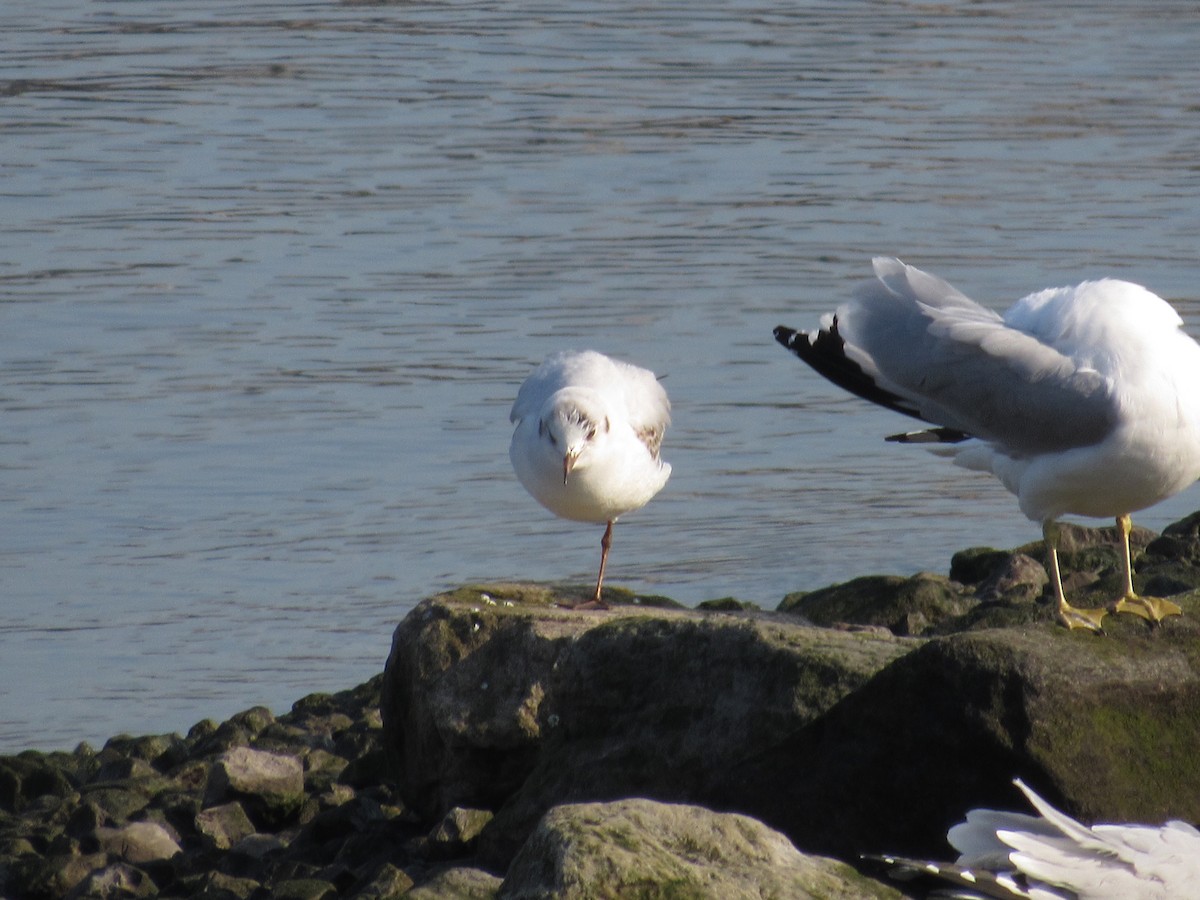 Black-headed Gull - ML315107021