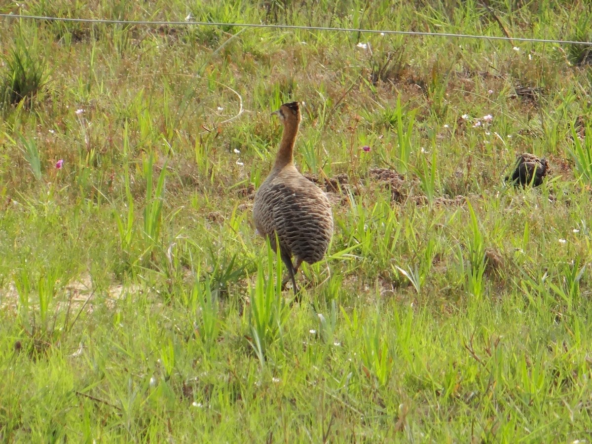 アカバネシギダチョウ - ML315107061