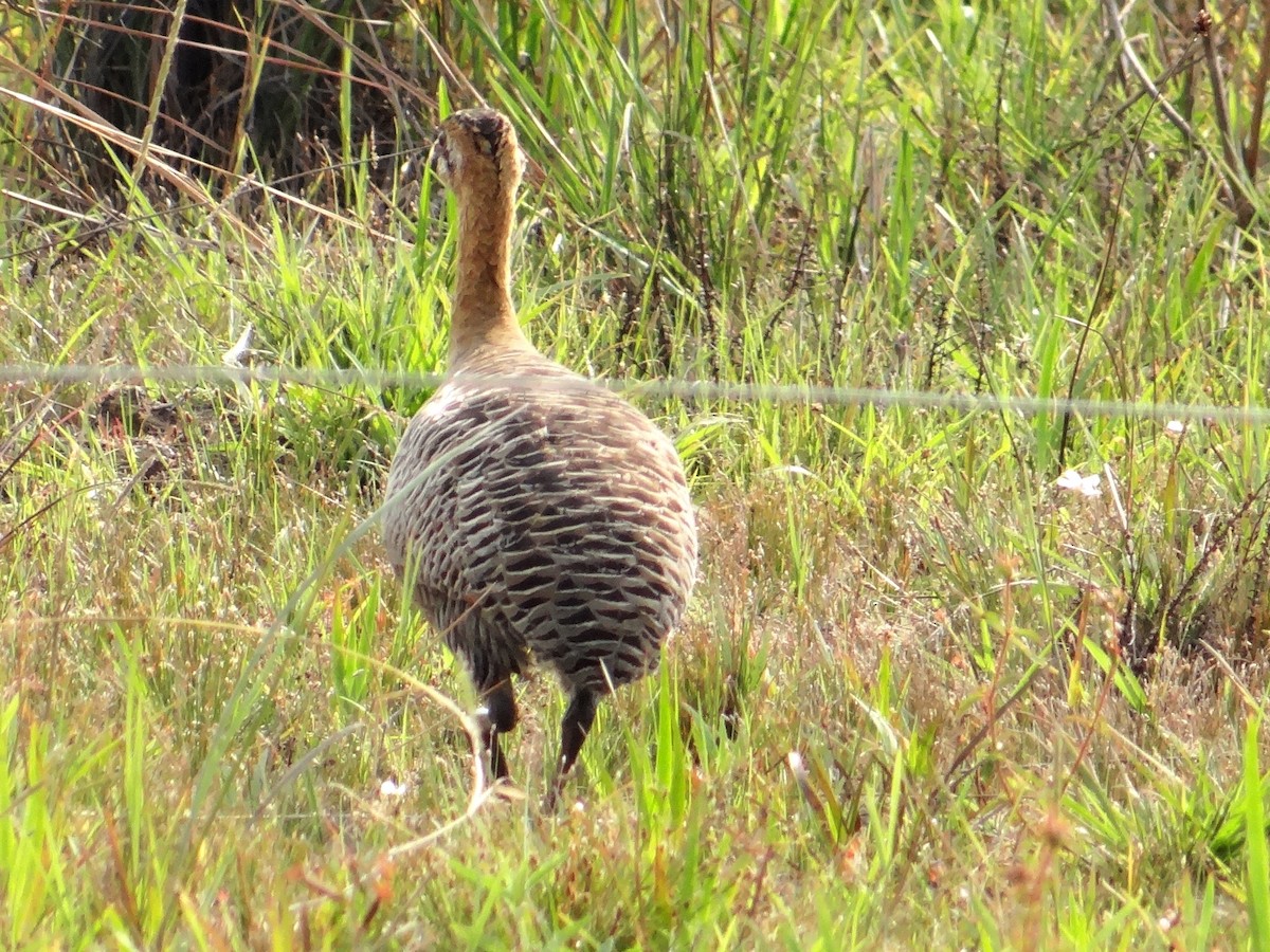 Red-winged Tinamou - ML315107111