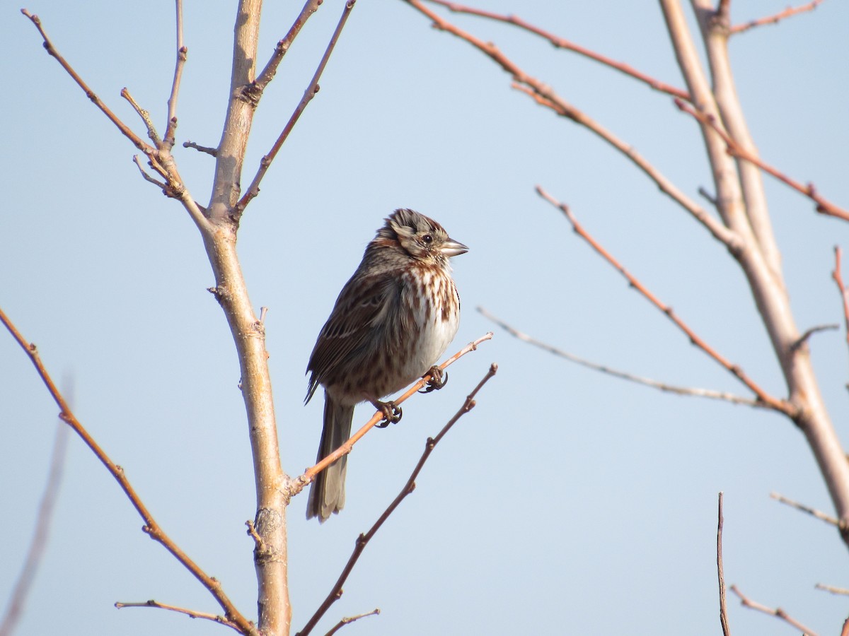 Song Sparrow - Richard Fleming