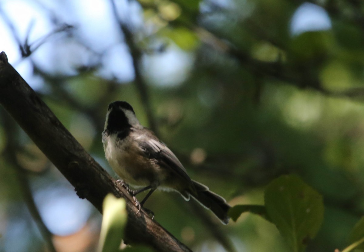 Black-capped Chickadee - Phil Kenny