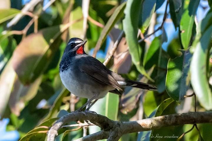 Himalayan/Chinese Rubythroat (White-tailed Rubythroat) - ML315108491