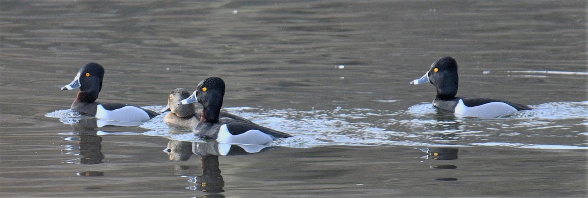 Ring-necked Duck - ML315111341