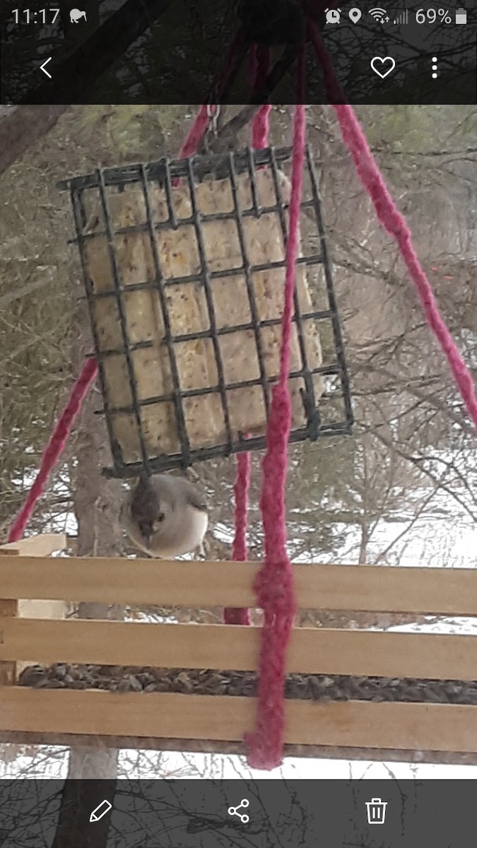 Tufted Titmouse - ML315113401