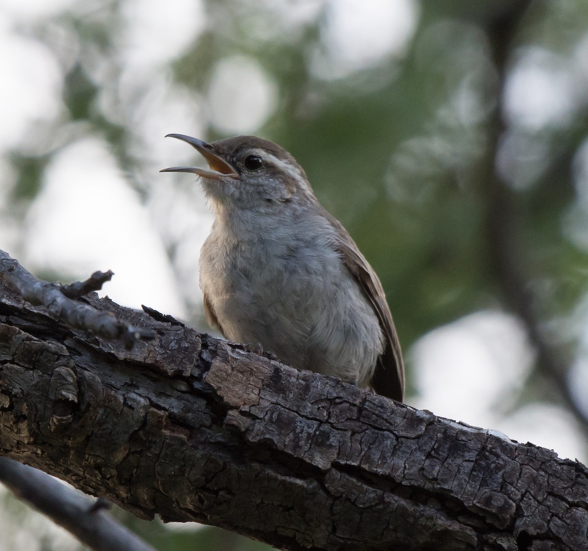 Bewick's Wren - ML31511491