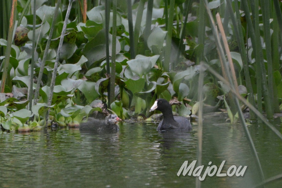 American Coot (Red-shielded) - ML31511521