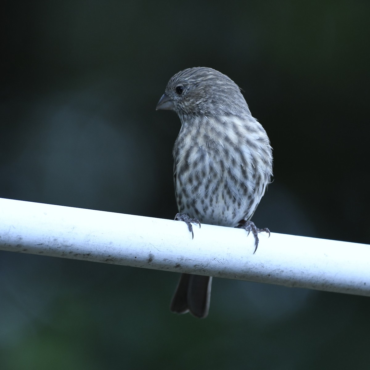 Purple Finch - ML315116461