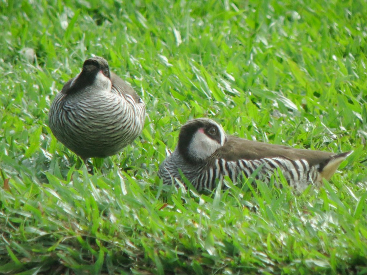 Pink-eared Duck - ML315117311