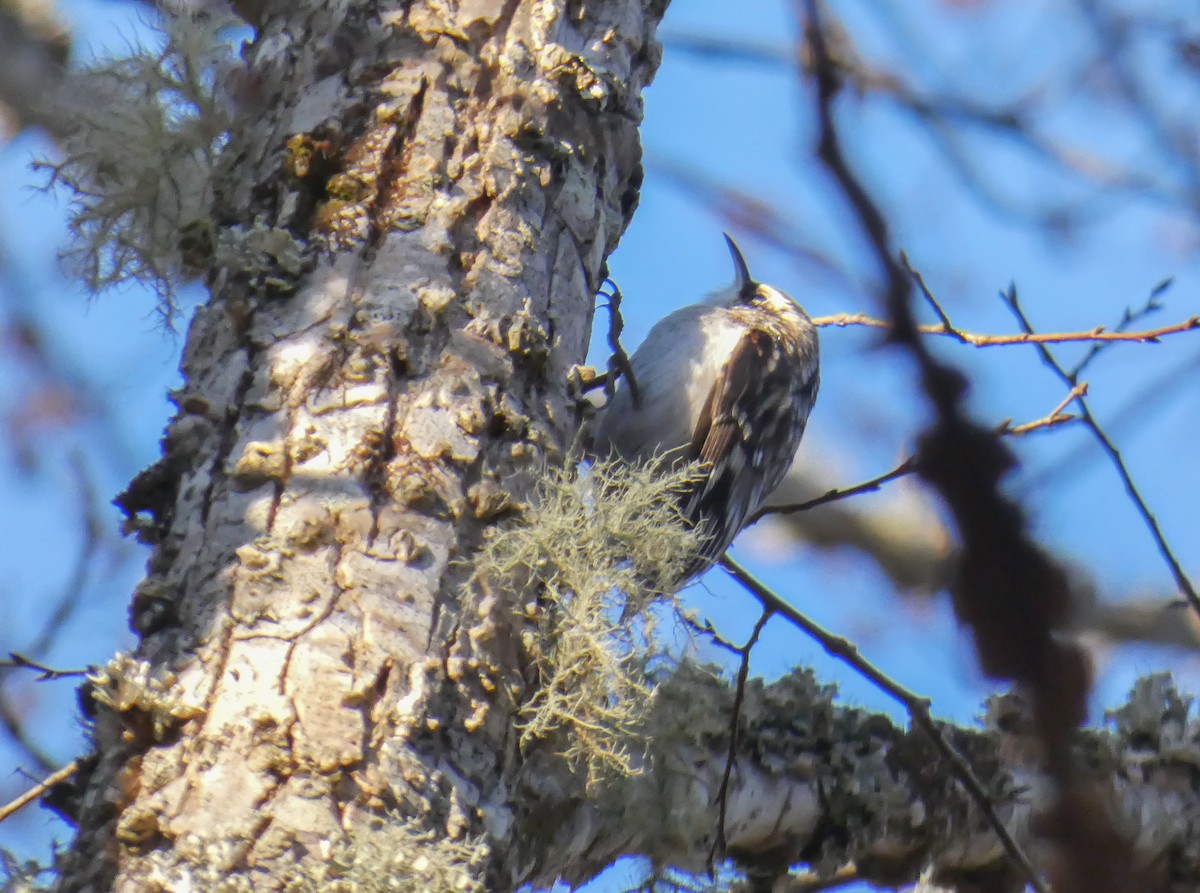 Brown Creeper - ML315118301