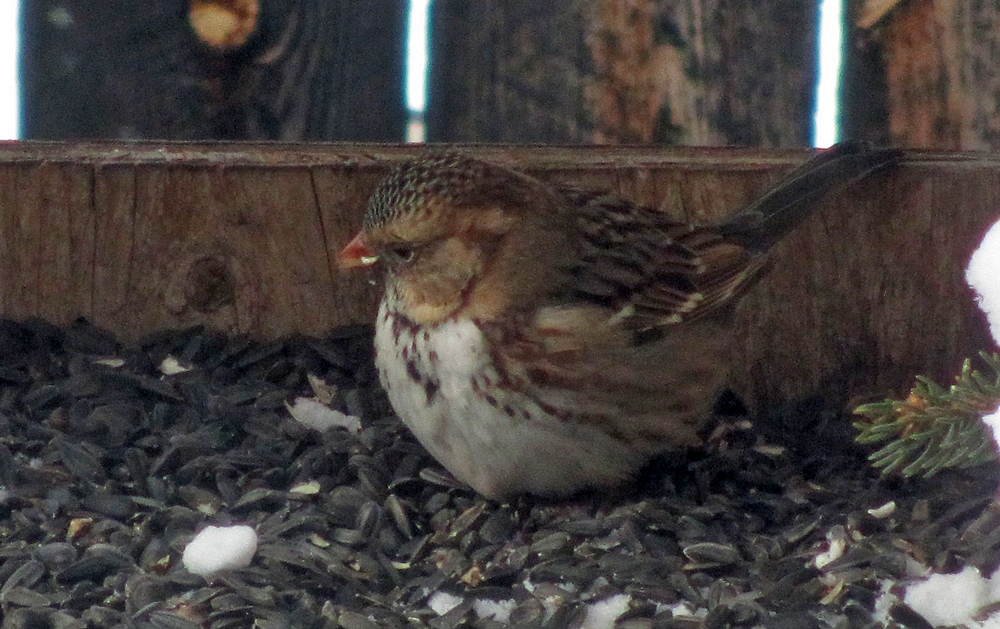 Harris's Sparrow - ML31511841