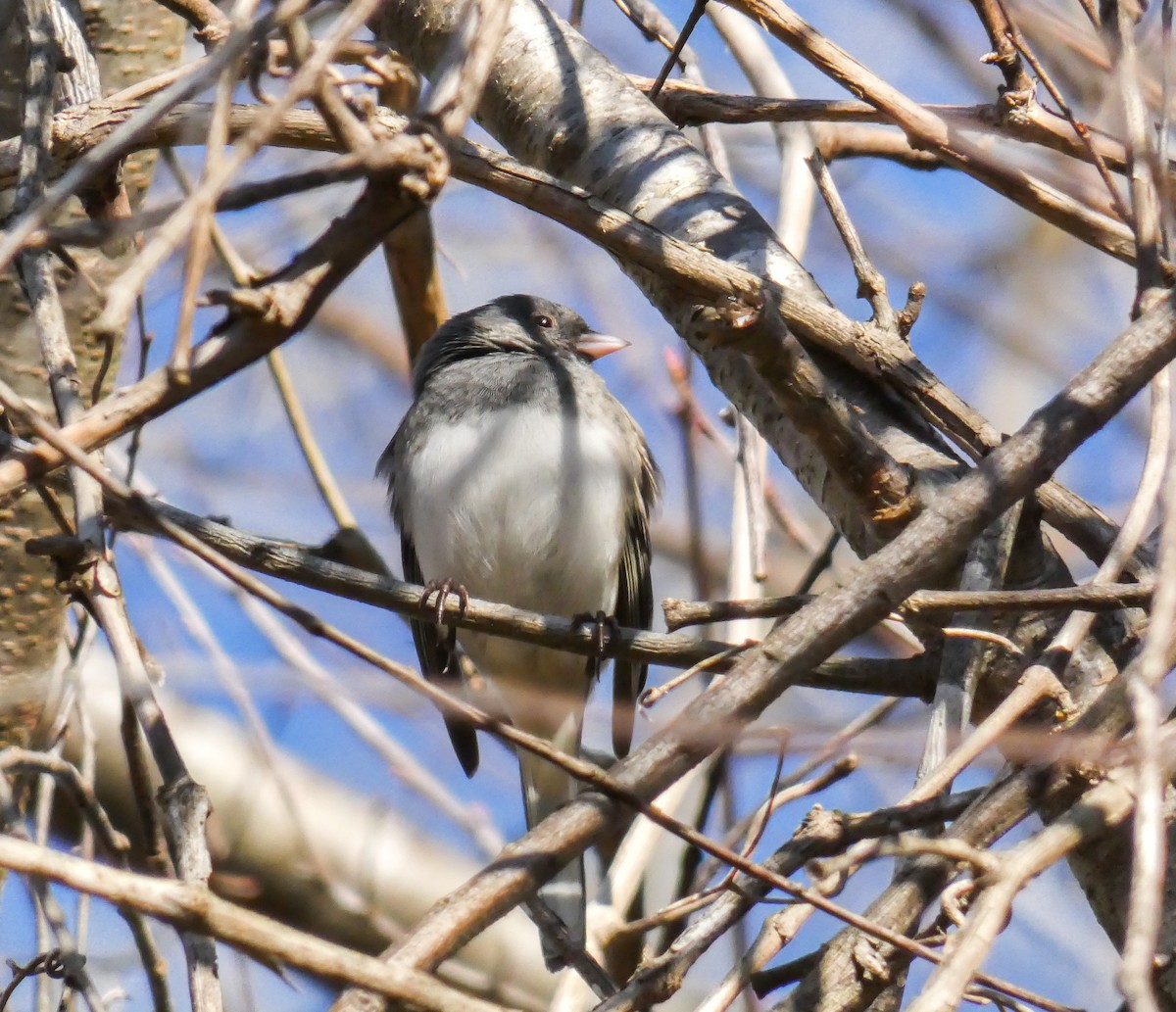 Dark-eyed Junco - ML315118821