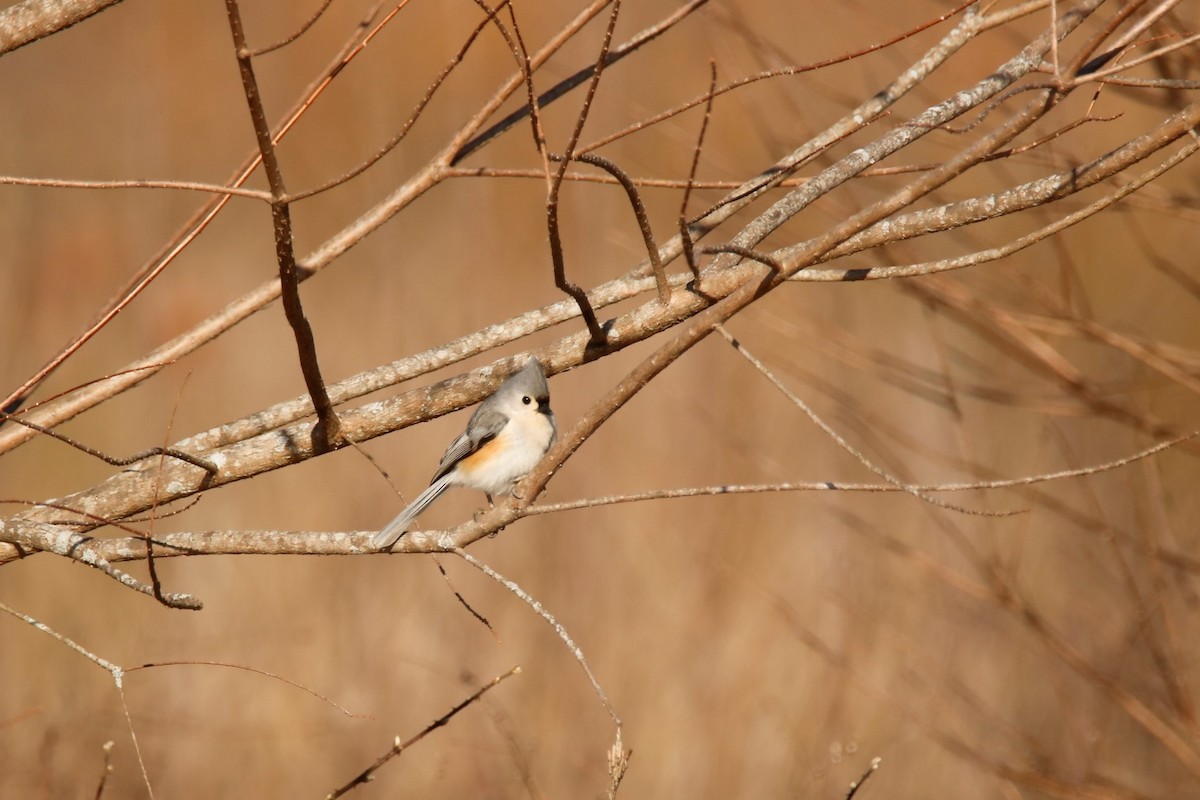 Tufted Titmouse - ML315121161