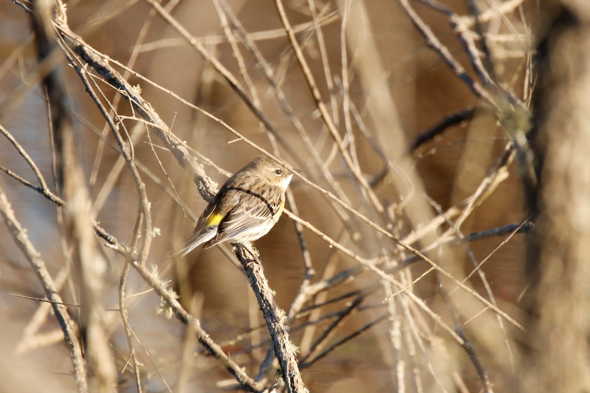 Yellow-rumped Warbler - ML315121581