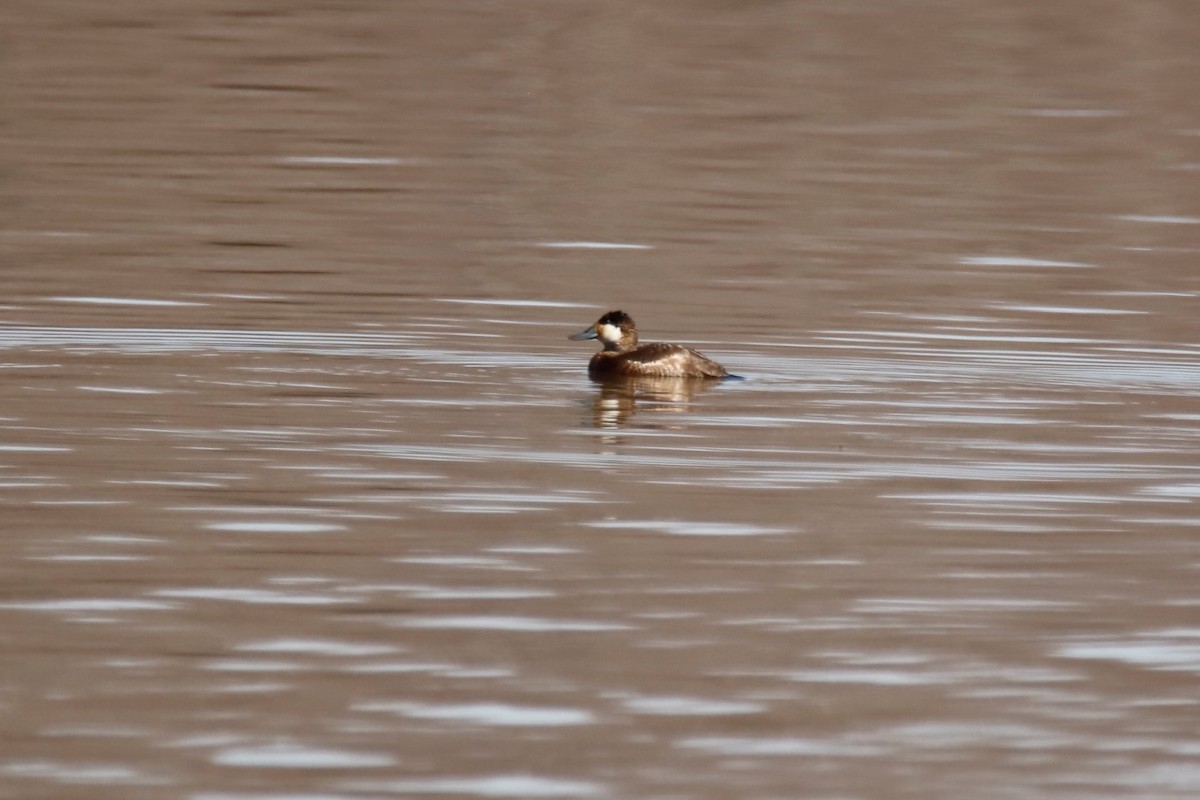 Ruddy Duck - ML315121801