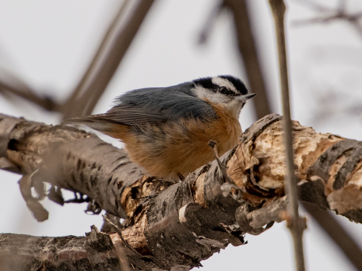Red-breasted Nuthatch - ML315124511