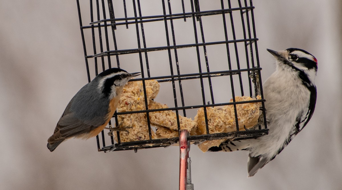 Red-breasted Nuthatch - ML315124521