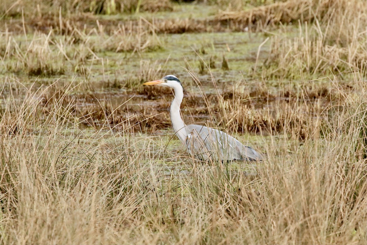 Gray Heron - Adam Dudley