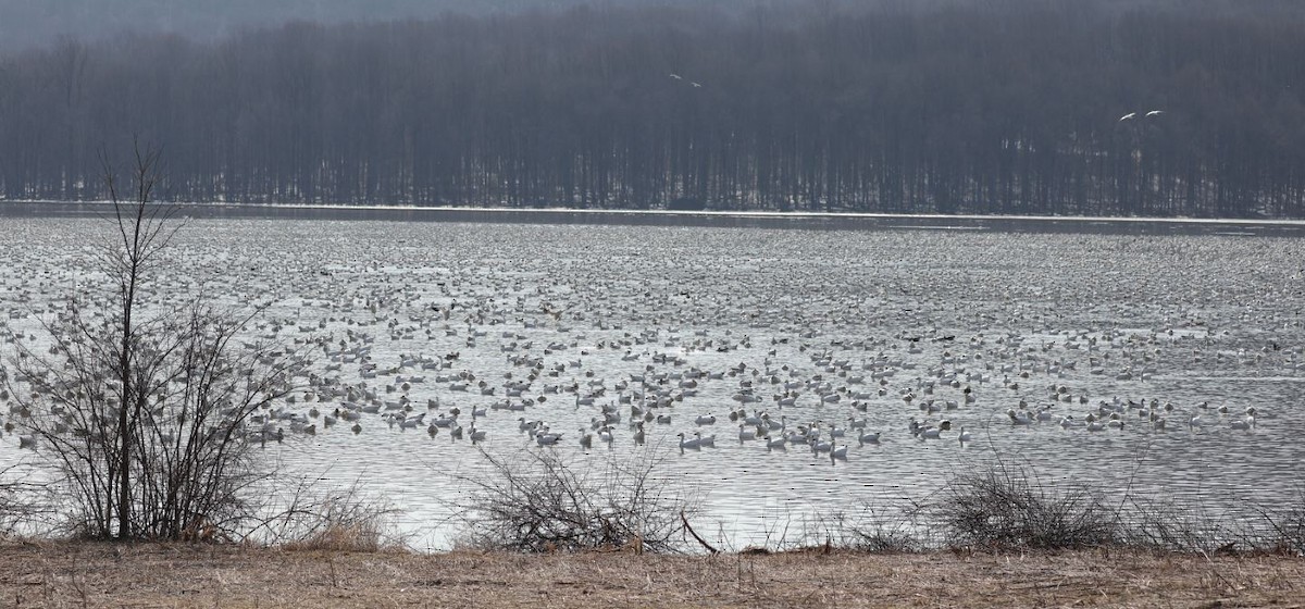 Snow Goose - ML315128321