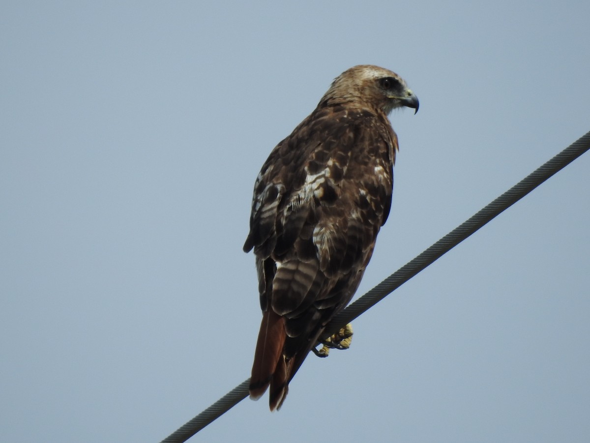 Red-tailed Hawk - ML31512851