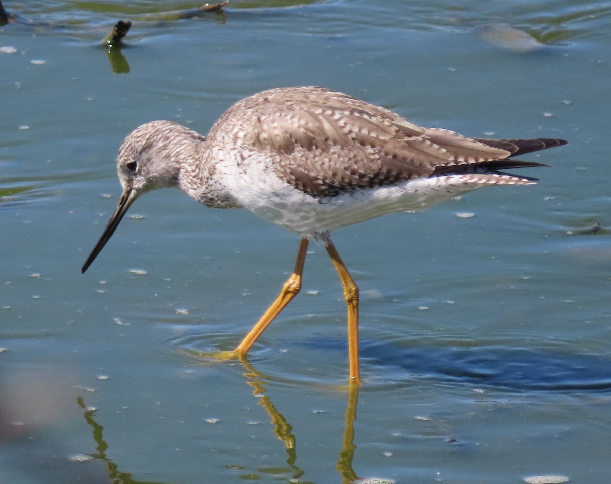 Greater Yellowlegs - ML315129751