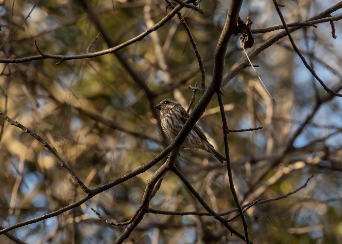 Purple Finch - ML315130711