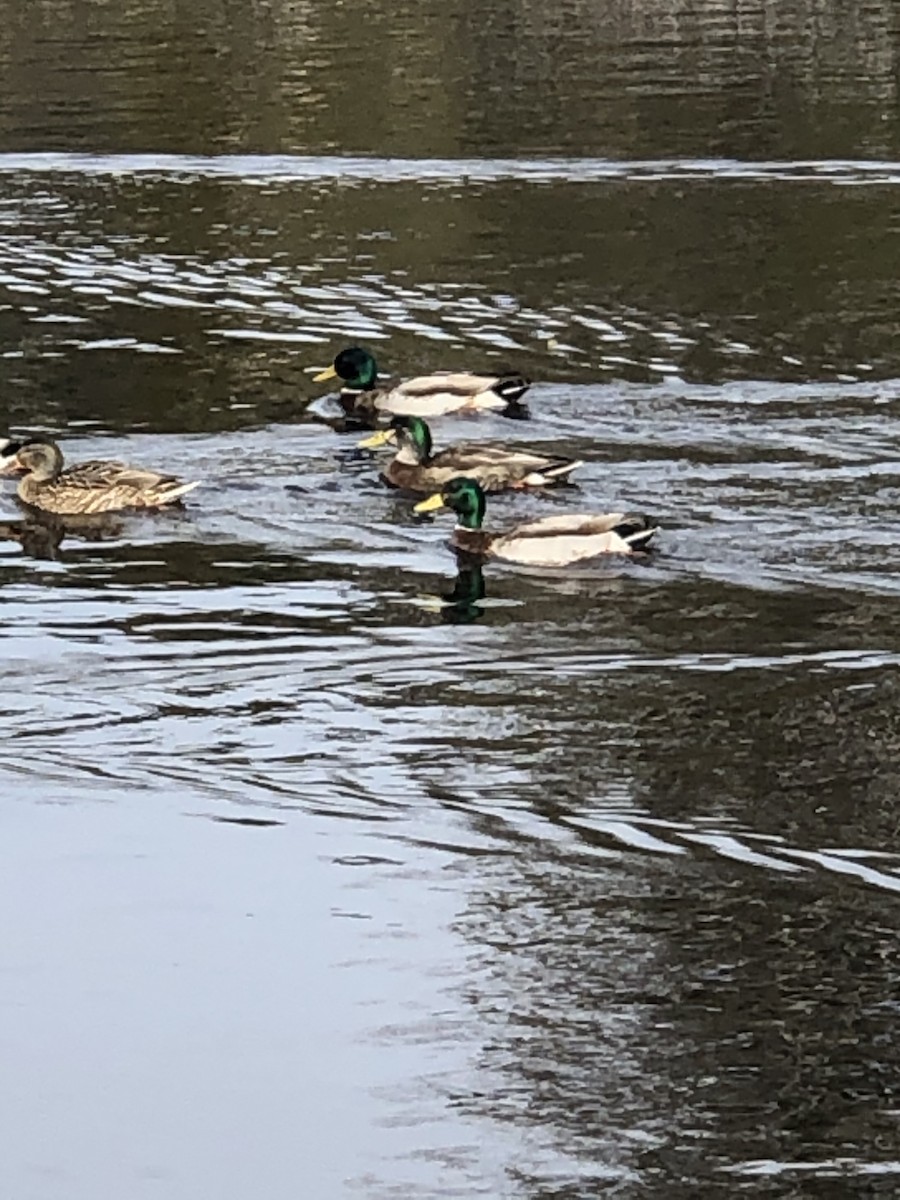 Mallard x American Black Duck (hybrid) - Amber Lee