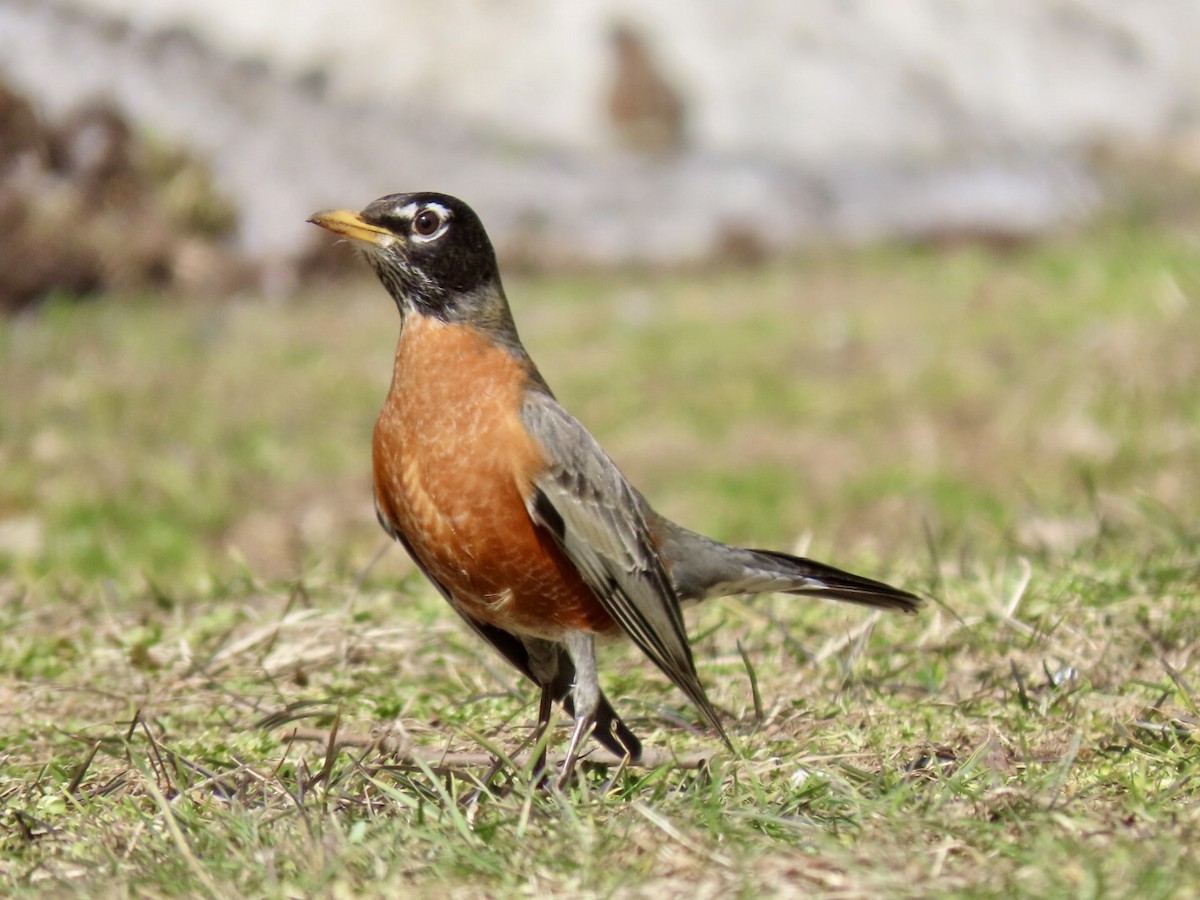 Zozo papargorria - ML315133521