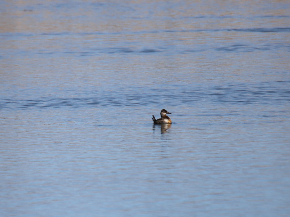 Ruddy Duck - ML315135611