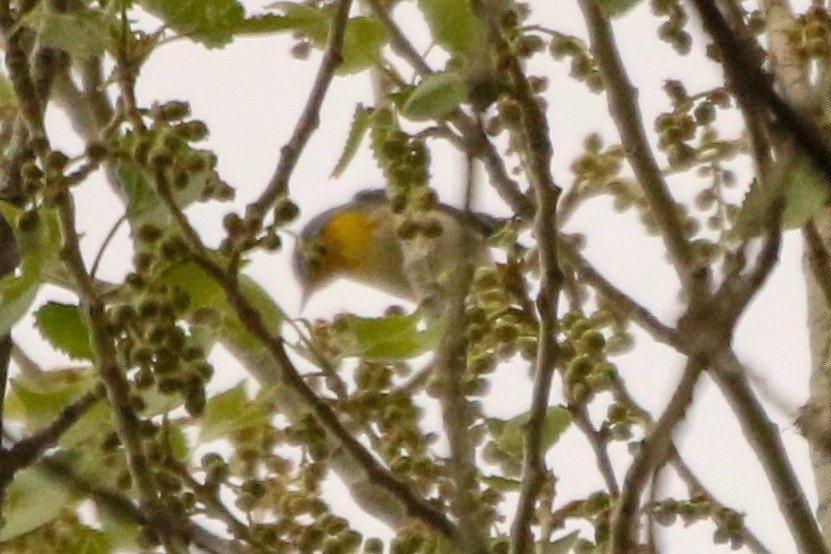 Northern Parula - ML315135951
