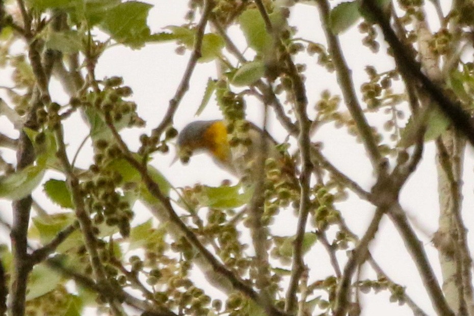 Northern Parula - ML315136031