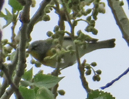 Northern Parula - ML315136141