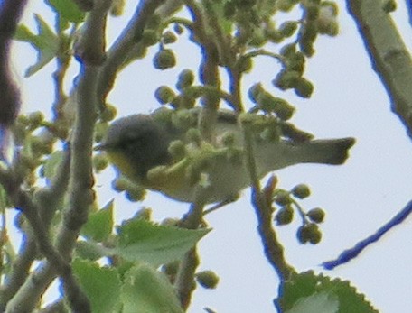 Northern Parula - ML315136161