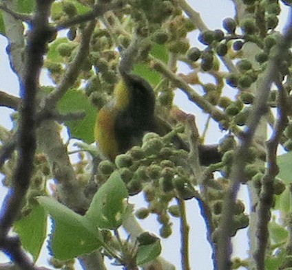 Northern Parula - ML315136171