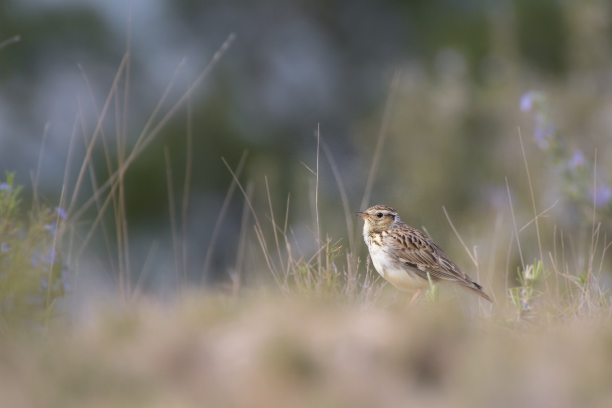 Wood Lark - ML315136581