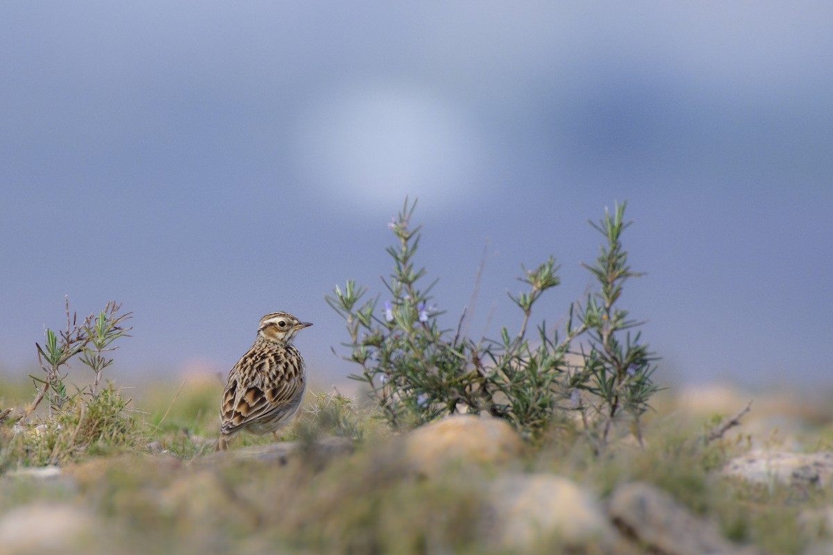 Wood Lark - ML315136601