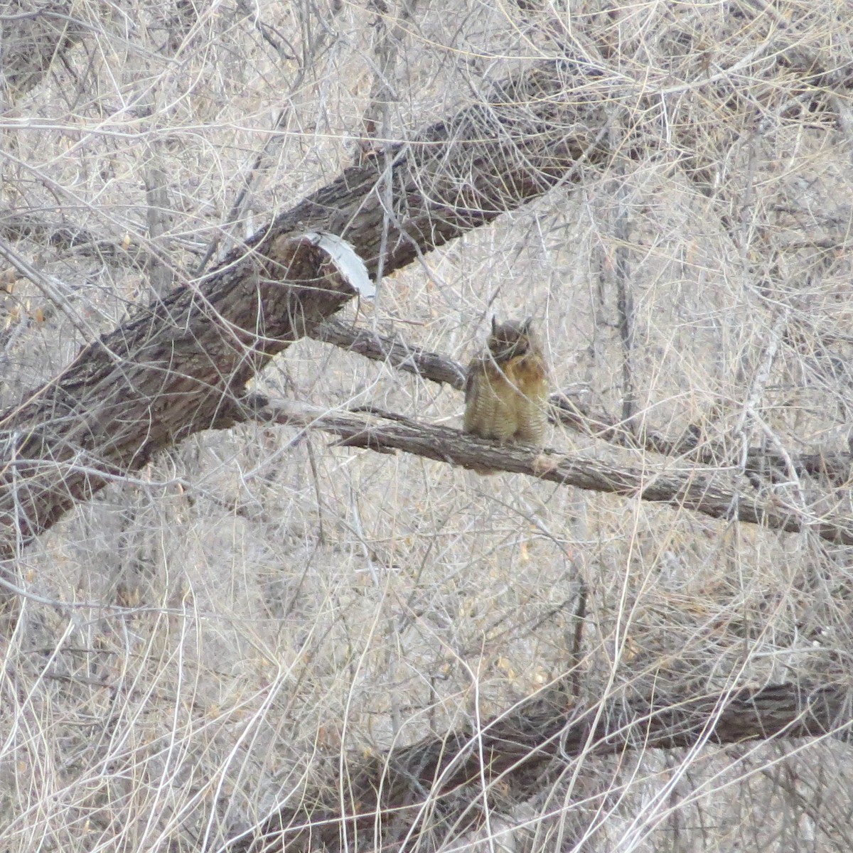 Great Horned Owl - ML315137781