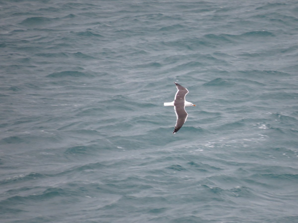 Lesser Black-backed Gull - ML315137861