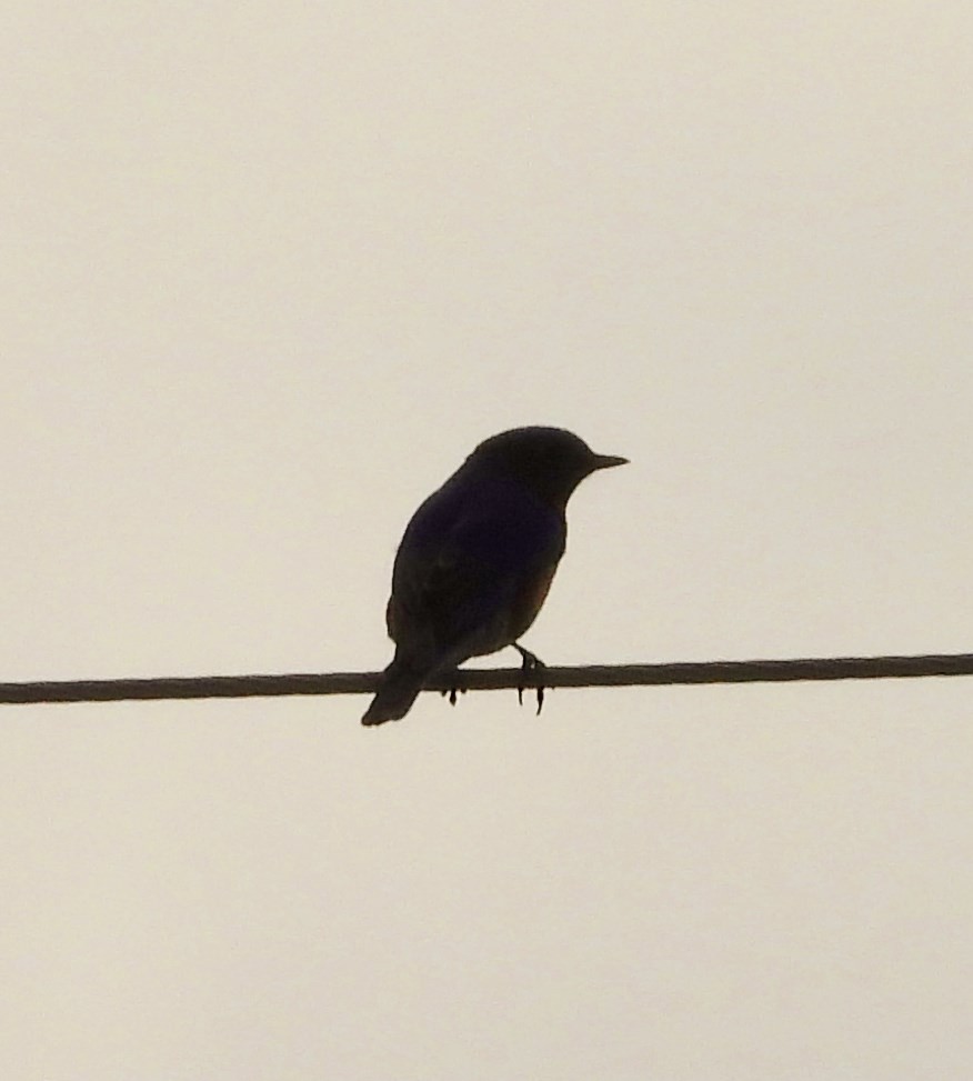 Eastern Bluebird - ML315137931