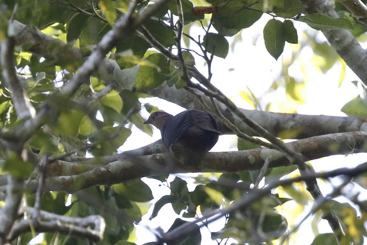 Short-billed Pigeon - ML315138851