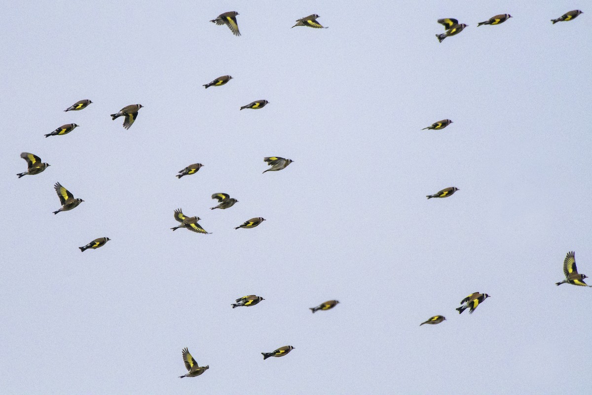 European Goldfinch - ML315139751