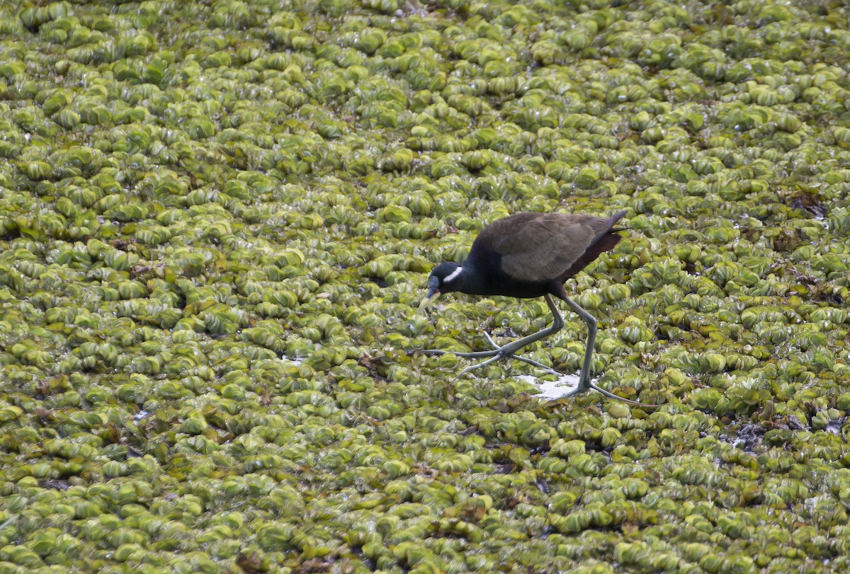 Bronze-winged Jacana - ML31513991