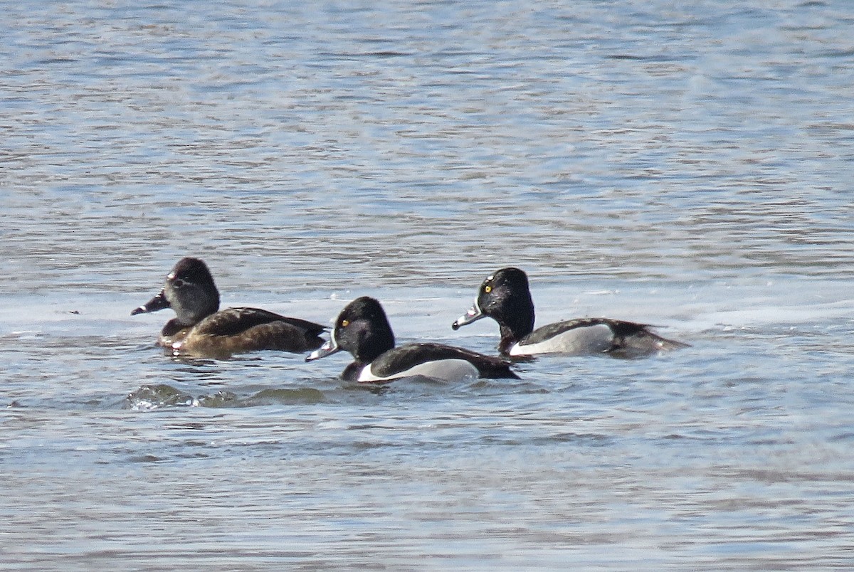 Ring-necked Duck - Anne Moretti