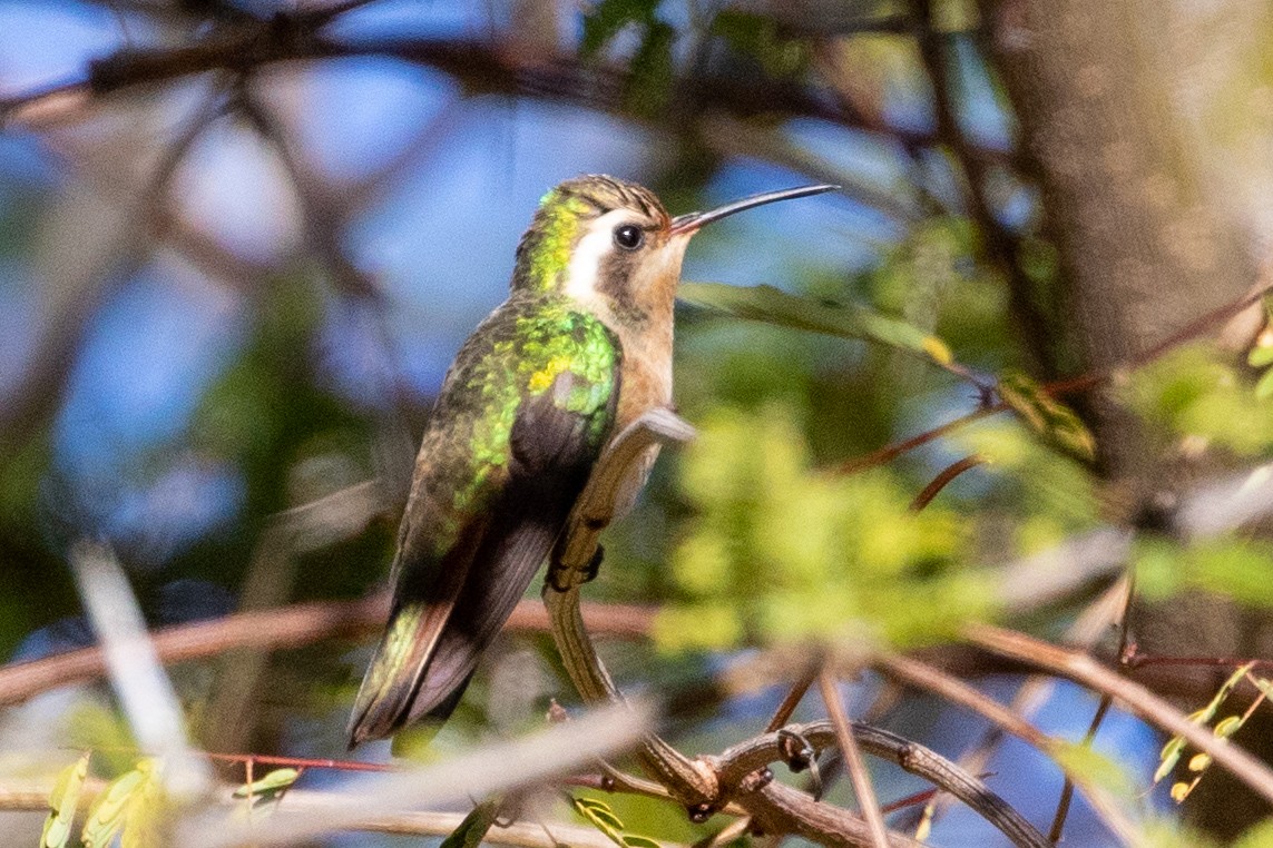 Xantus's Hummingbird - ML315141941