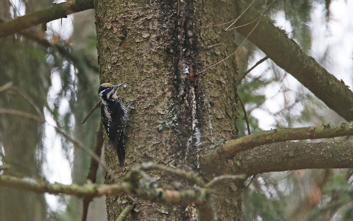 Eurasian Three-toed Woodpecker - ML315143041