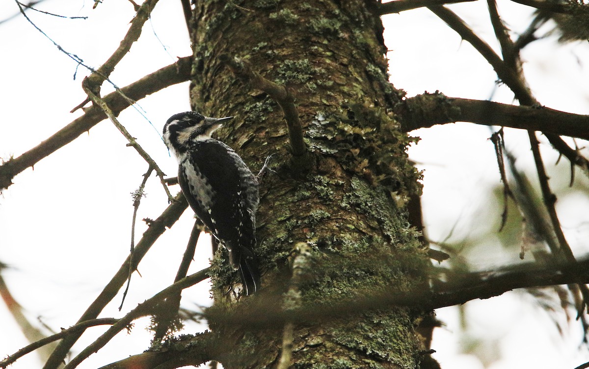 Eurasian Three-toed Woodpecker - ML315143131