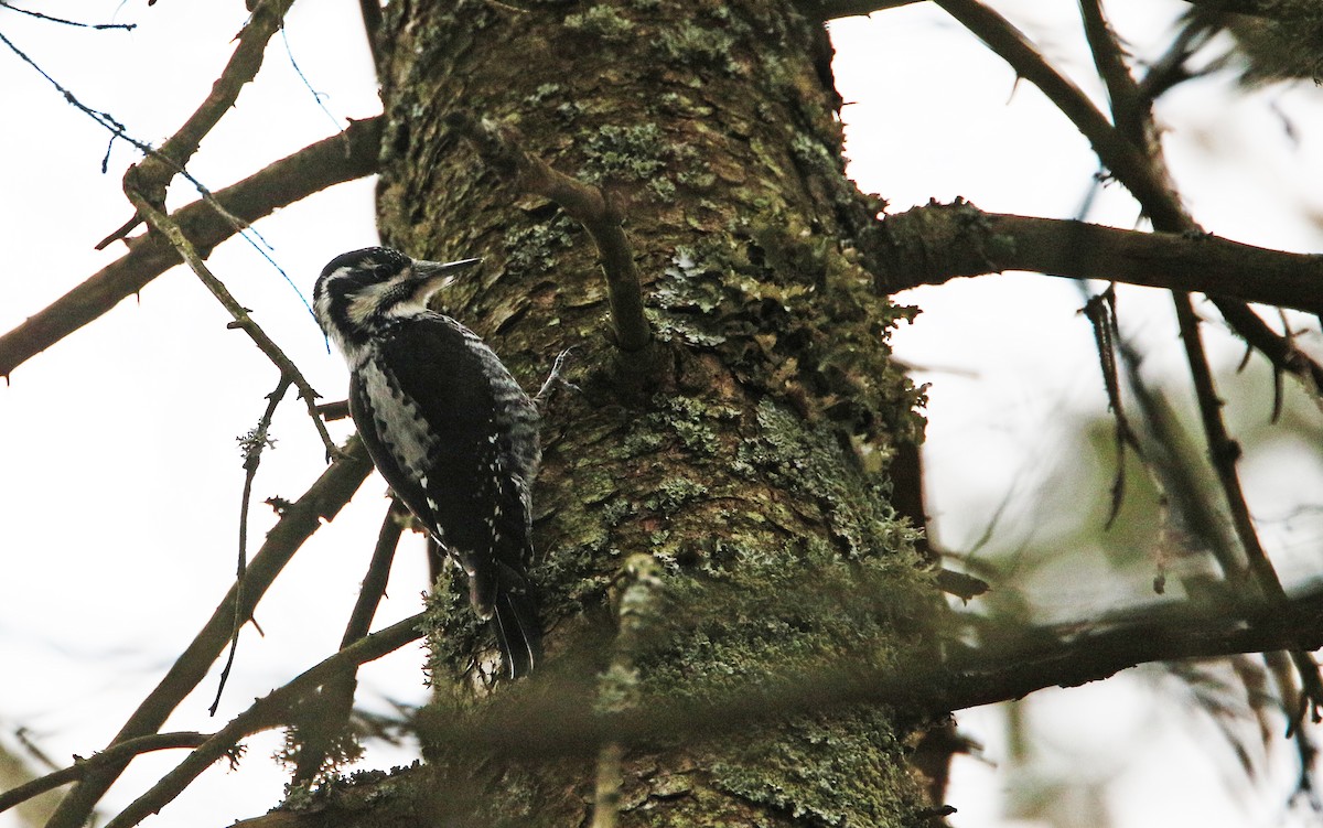 Eurasian Three-toed Woodpecker - ML315143141