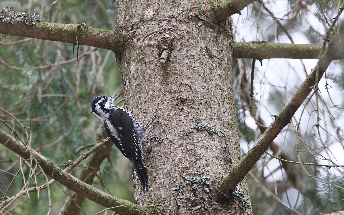 Eurasian Three-toed Woodpecker - ML315143151