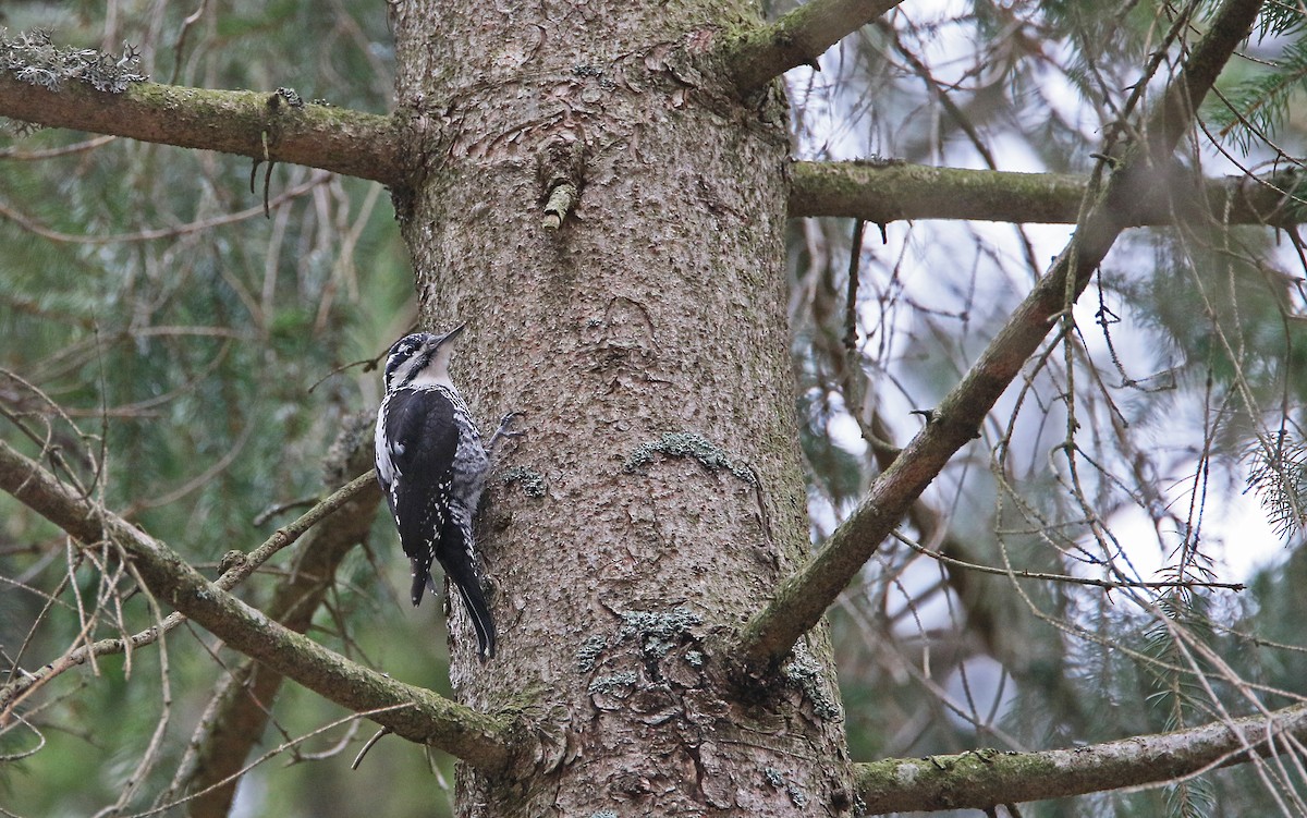Eurasian Three-toed Woodpecker - ML315143231