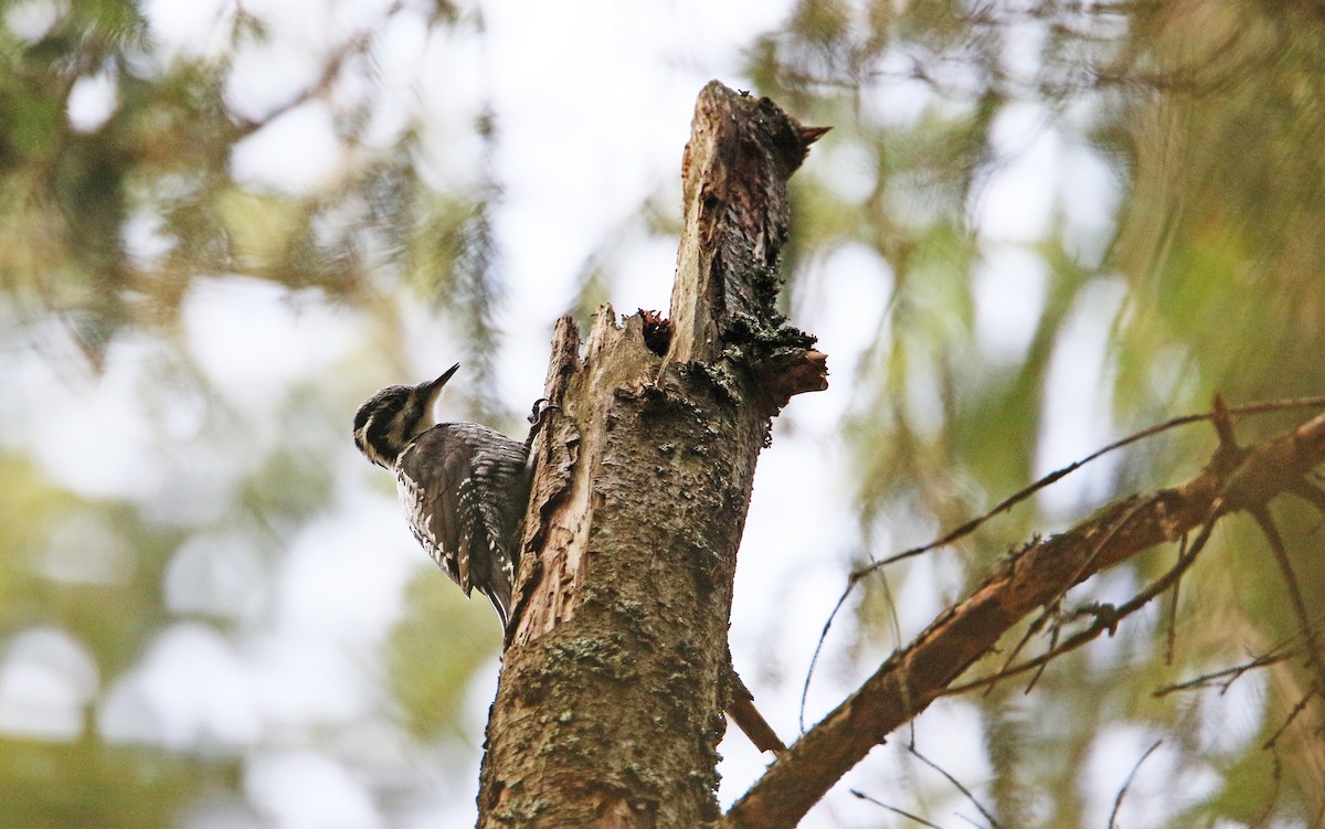 Eurasian Three-toed Woodpecker - ML315143651