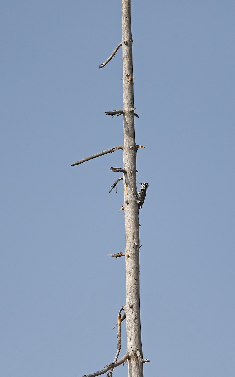 Eurasian Three-toed Woodpecker - ML315144371